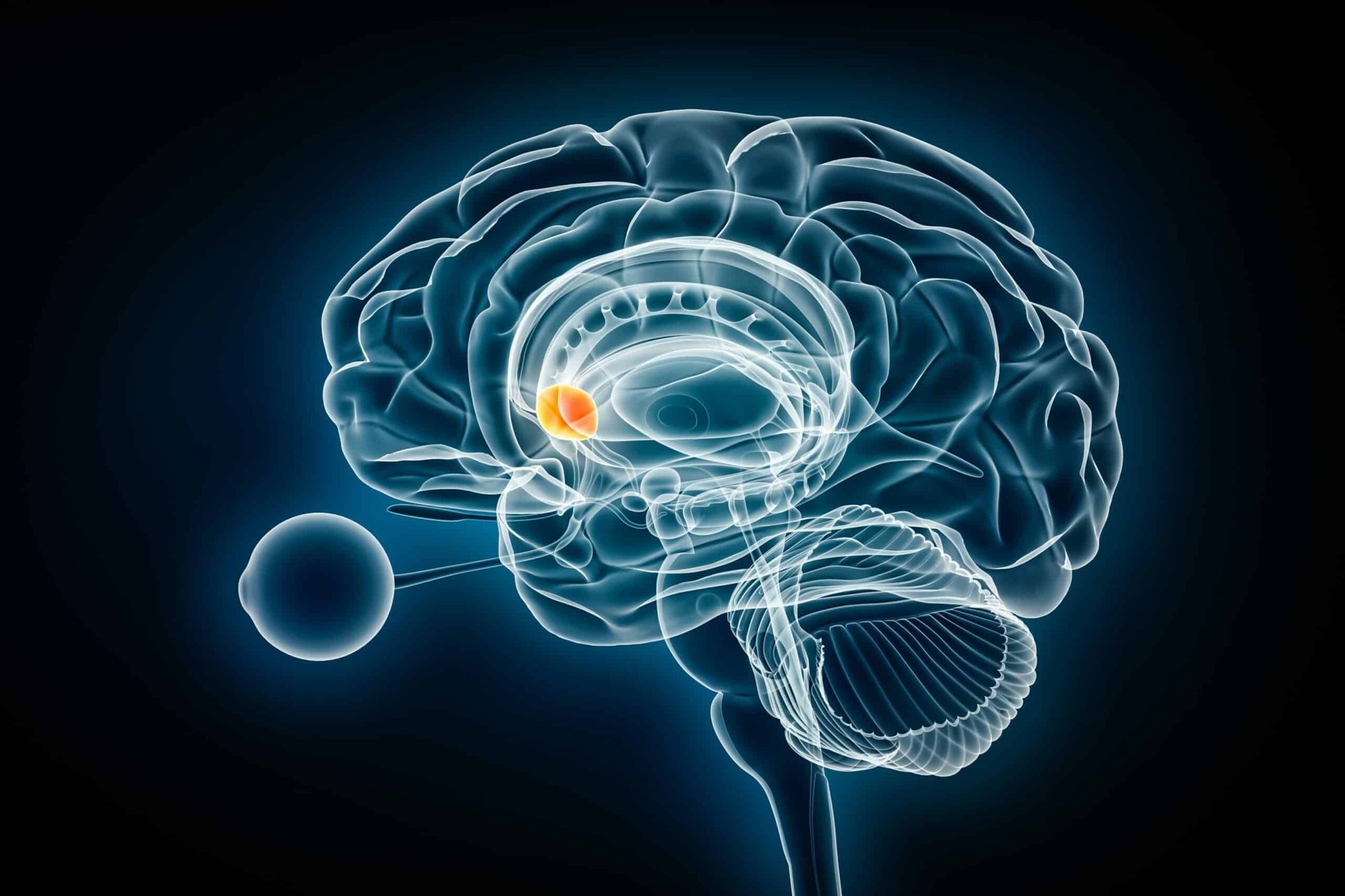 Nucleus-accumbens-lateral-x-ray-view-3D-rendering-illustration-scaled